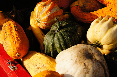 pumpa, hösten, Halloween, grönsaker, skörd