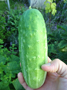cucumber, garden cucumber, green, healthy, food, eat, nutrition
