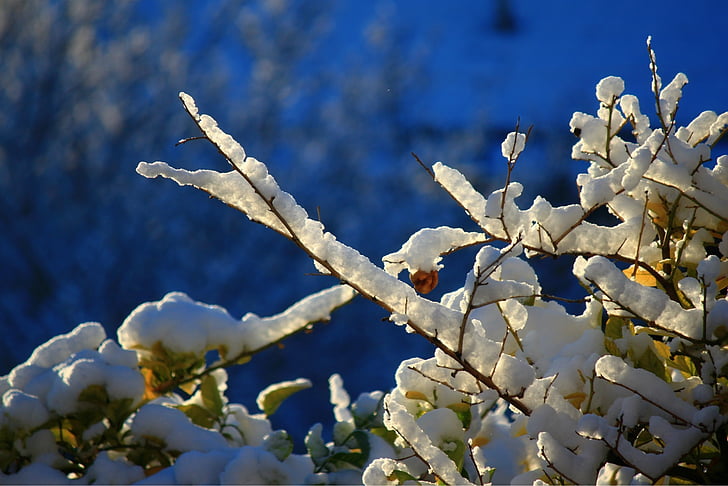 salju, musim dingin, es, dingin, pohon, alam, cabang