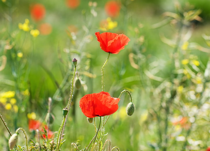 poppy, meadow, blossom, bloom, nature, summer, landscape