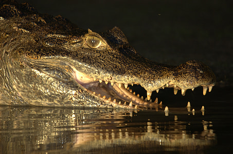 крокодил, Венецуела, Llanos, Амазонски крокодил, животните, влечуги, блато