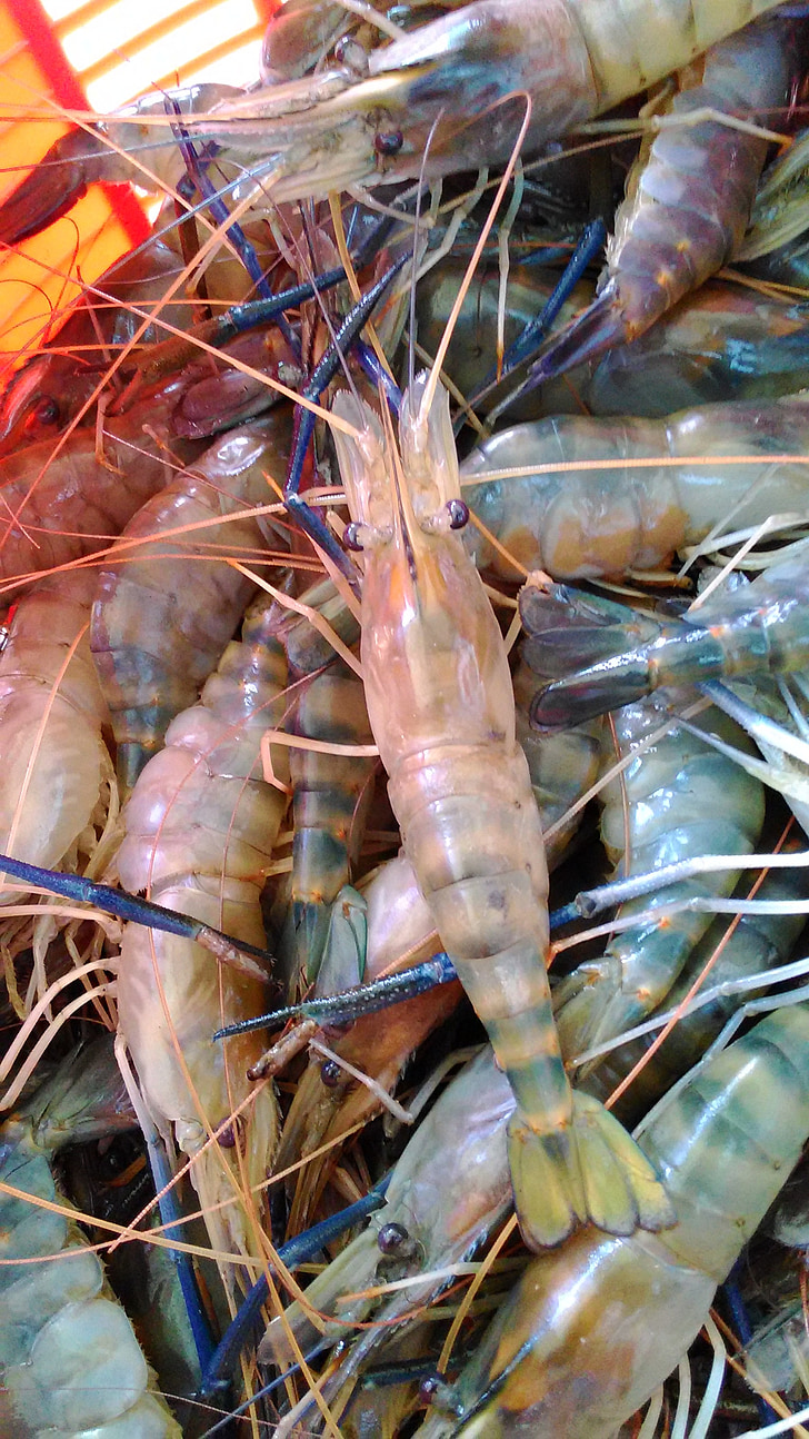 shrimp, fish, seafood, food, fresh, restaurant, dinner