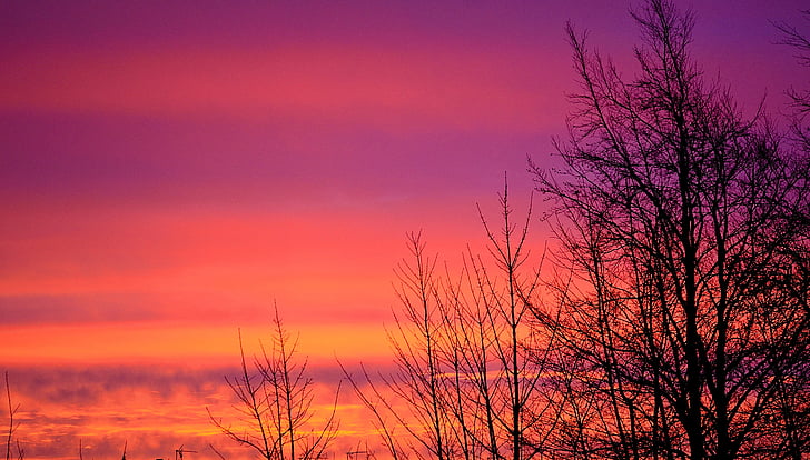 Alba, arbre, arbres, cel, núvols, matí, vermell