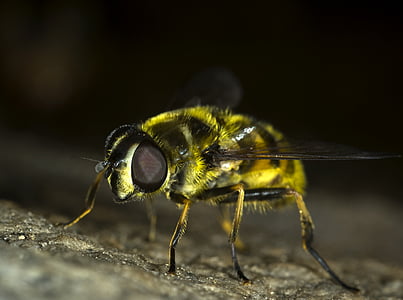 error, close-up, ull compost, volar, mosca, sírfid, insecte