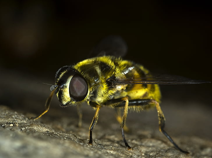 Hoverfly, voar, inseto, Bug, macro, natureza, vida selvagem