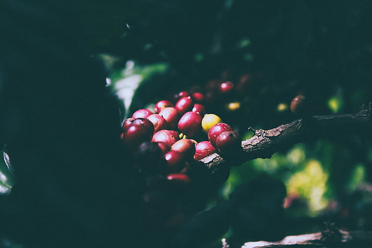 red, berry, fruit, surrounded, green, leafs, cherry