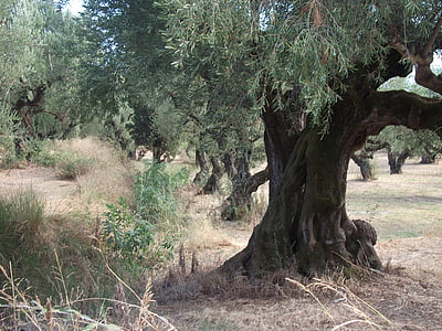 olijfbomen, bomen, natuur