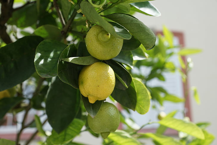 citron, strom, zelená, zakysaná, ovoce, Lemon tree, citrusové plody