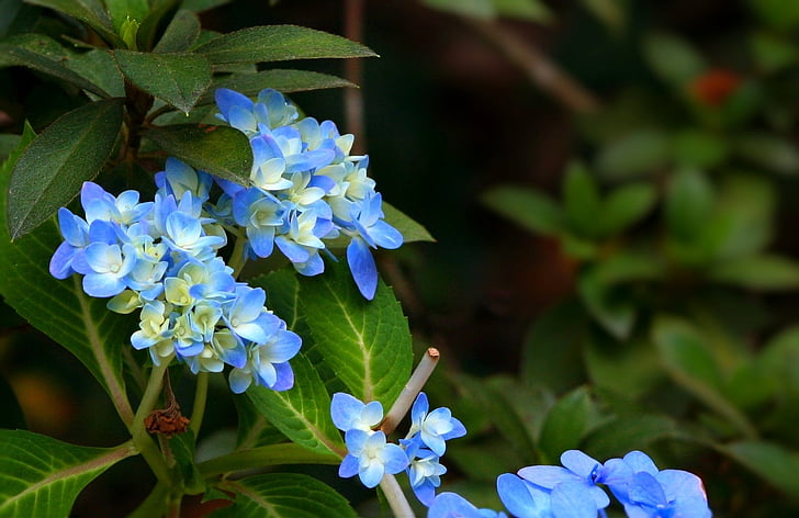 hortensia, blå, blomster, plante, busk, flora, blomstermotiver