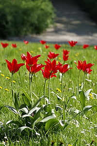 padang rumput, mewah, bunga, Tulip, warna-warni, hijau, Taman