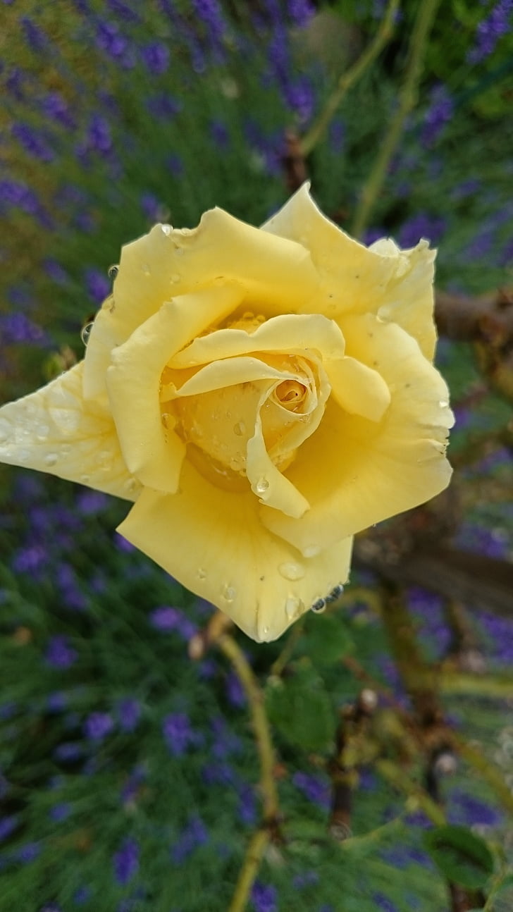 kollane roos, Aed, Sulgege, suvel, vihmapiisk, lähedalt suveaed