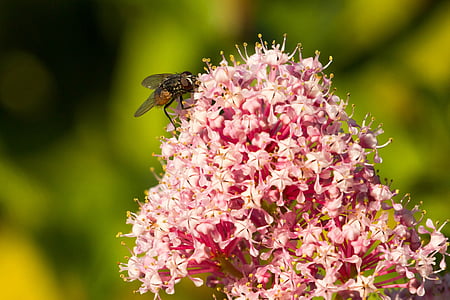 fly, insect, close, flight insect, nature, compound eyes, flowers