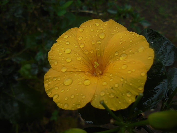 květ, deltota, žlutá, kapky deště