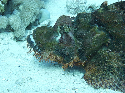 Steinfische, Rotes Meer, Meeresbewohner