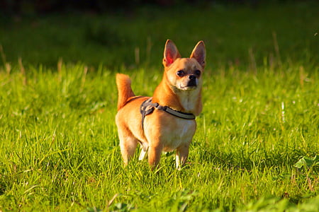 Chihuahua, anjing, di luar, hewan peliharaan, rumput, hewan, di luar rumah
