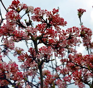 Hoa, Tổng thống Bush, cây bụi có hoa, Thiên nhiên, mùa xuân, màu hồng, đóng