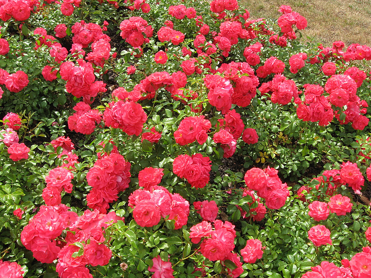 rosor, Rosa, Anläggningen, naturen, rosväxter