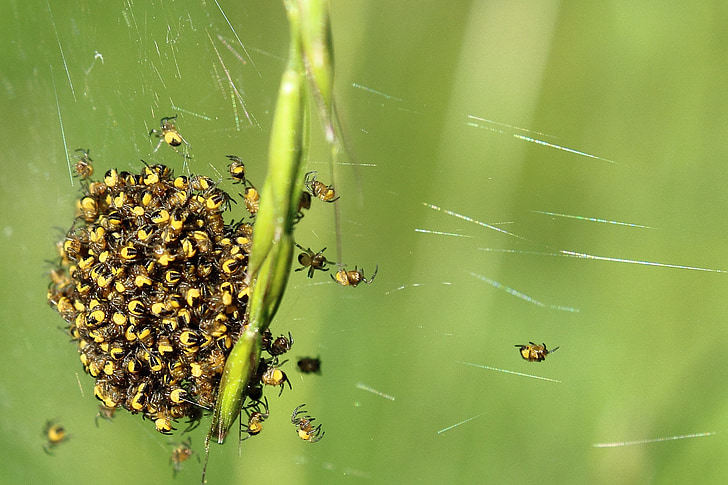 spin, spinachtigen, sluiten, kleine spin, netwerk, nest, kleine
