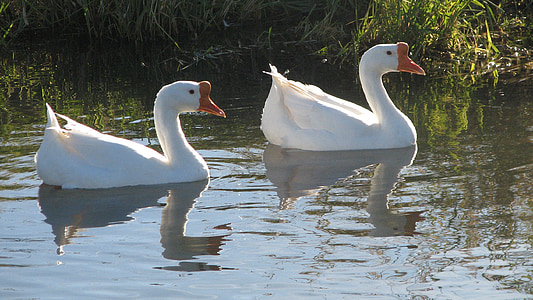 geese, goose, pond, white, waterfowl, nature, bird