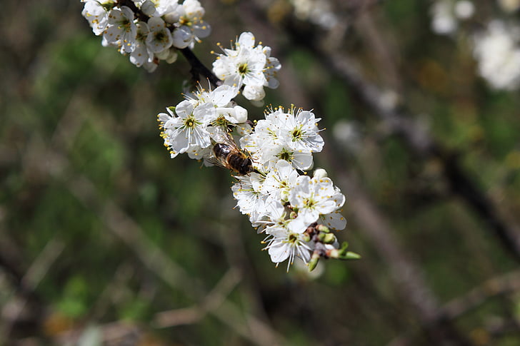 άνθος, άνθιση, μέλισσα, άνοιξη, λουλούδι, έντομο, μακροεντολή