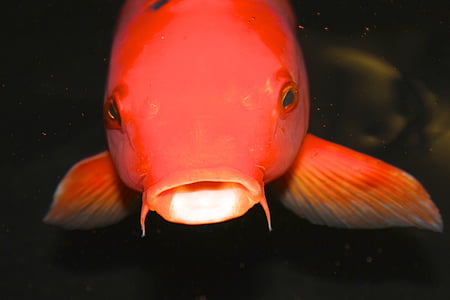 закрыть, Фото, оранжевый, Рыба, Koi рыбы, одно животное, Животные-темы