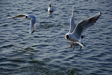 Seagull, pájaro, vuelo, naturaleza, alas, Lago, animales
