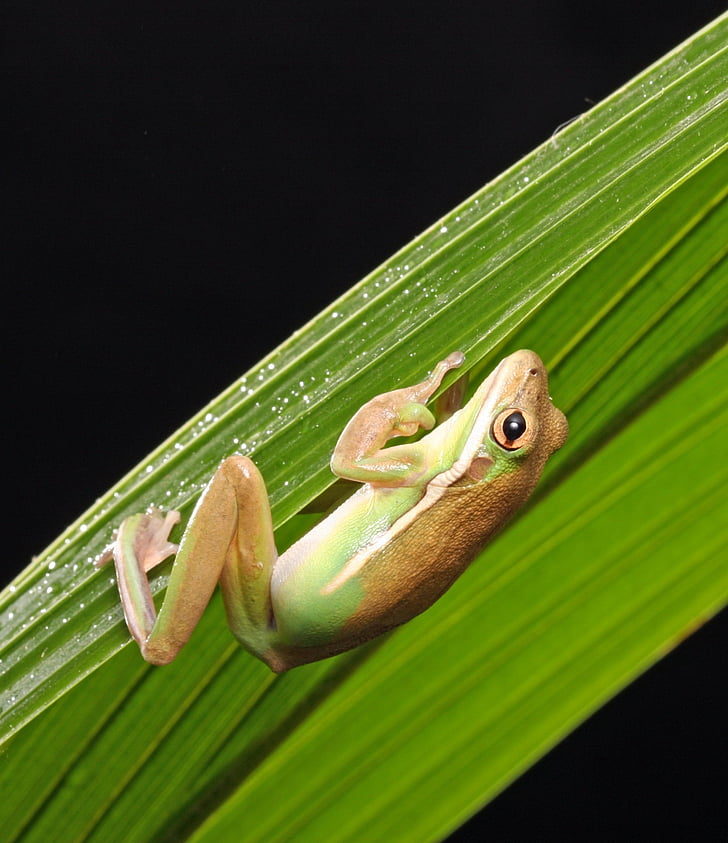 amphibian, animal, animal photography, close-up, frog, green, nature