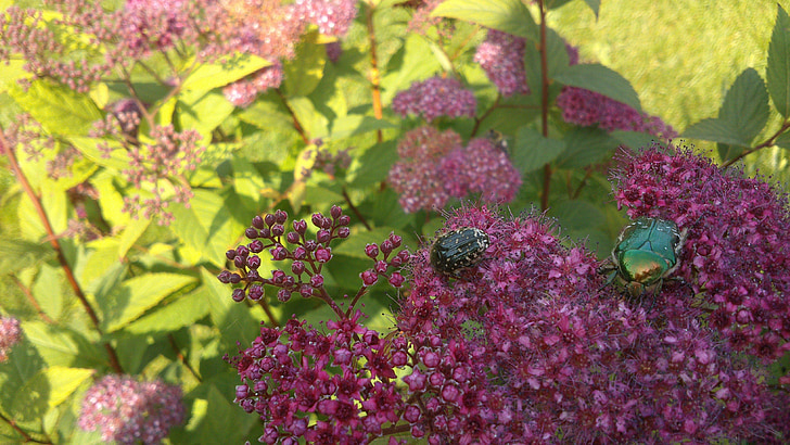 coccinelle rose, Beetle, insecte, fermer, carabes, grünerk beetle, jardin