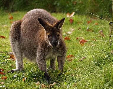 canguru, pastar, jardim zoológico, mamífero, marsupial, animal, vida selvagem