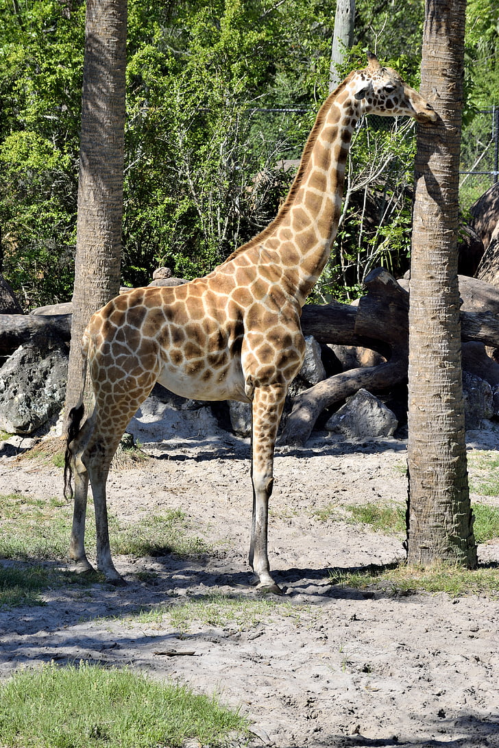 giraffe, animal, wildlife, zoo, reserve, outdoors, safari