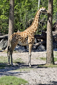 zsiráf, állat, vadon élő állatok, állatkert, tartalék, a szabadban, Safari