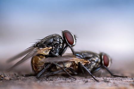 fly, housefly, mating, insect, bug, macro, pest
