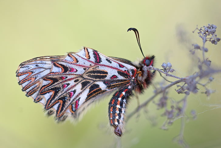 zvíře, Chyba, motýl, Detailní záběr, Detailní pohled, barevné, hmyz