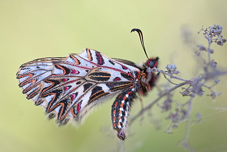 animal, Bug, borboleta, close-up, close-up vista, colorido, inseto