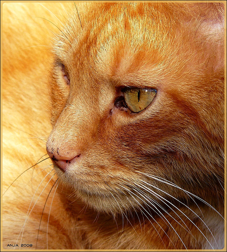 kočka, Cat portrét, nos, kočičí oči, zvířata, adidas, domácí zvíře