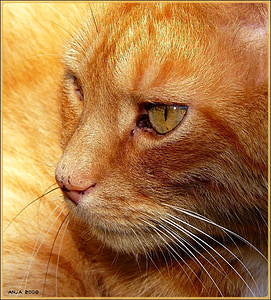 котка, котка портрет, нос, котешки очи, животни, Адидас, домашен любимец
