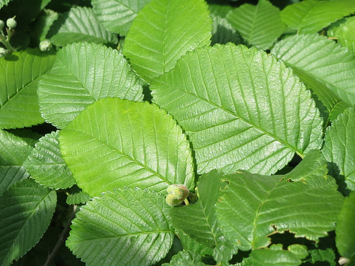 Ulmus minor, orme de champ, arbre, feuilles, macro, flore, plante