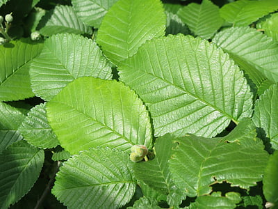 Ulmus minor, kentän elm, puu, lehdet, makro, Flora, kasvi