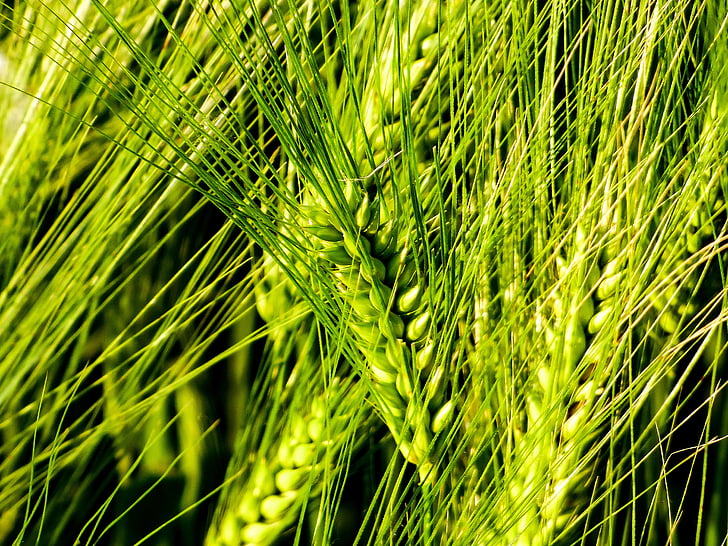 pšenice, podle Kalinová, zrno, pole, Klas pšenice, zeleno žlutý, pšeničné pole
