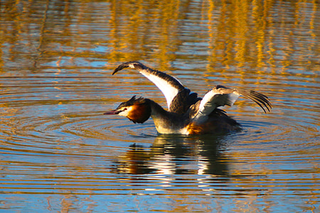nature, water bird, great crested grebe, wing, stretch