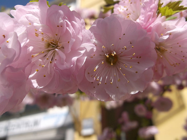 Brema, primavera, aprile, Blossom, Bloom, chiudere, backlit