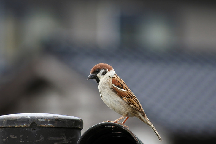 hewan, burung kecil, Sparrow, burung liar, hewan liar, alam, pemandangan