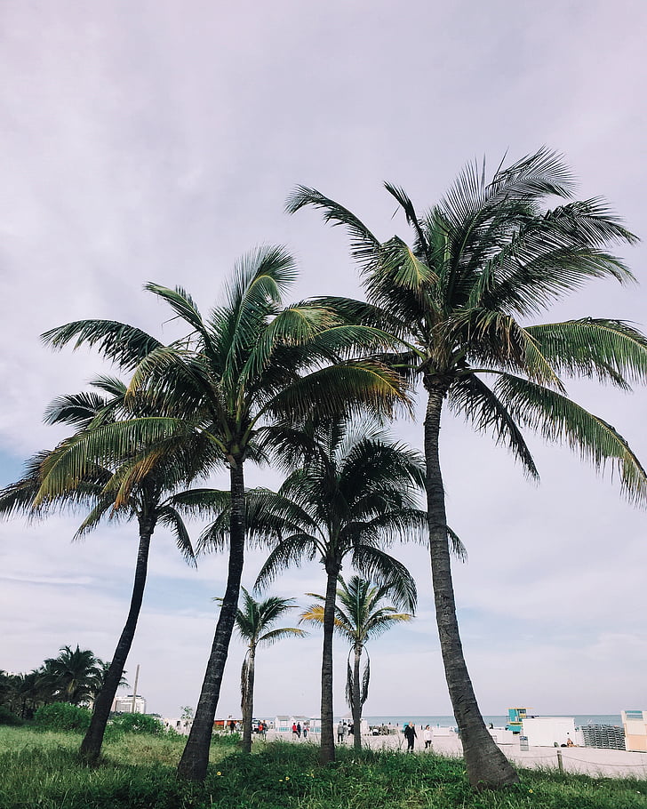plajă, Florida, Miami beach, palmieri, mare, ţărmul mării, vara