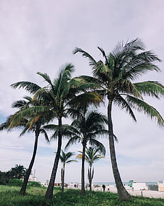 Beach, Florida, Miami beach, Palm puud, Sea, mererand, suvel
