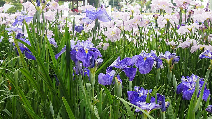 in the early summer, rabbitear iris, purple, nature, flower, springtime, plant