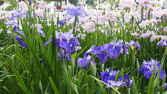 på forsommeren, rabbitear iris, lilla, natur, blomst, våren, anlegget