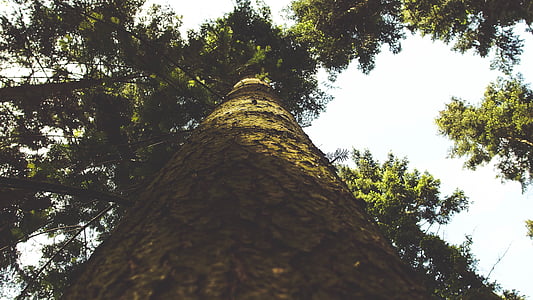 bark, forest, low angle shot, nature, park, tree, leaf