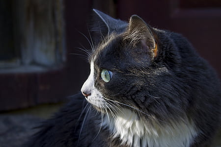 con mèo, cận cảnh mèo, Meow, một trong những động vật, đầu thú, thác, bộ phận cơ thể động vật