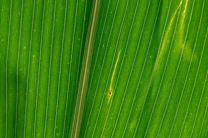 linii, struktur, liści kukurydzy, tekstury, Kolor, zielony, kolor zielony