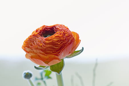 Ranunculus, puķe, zieds, Bloom, ziedlapas, oranža, krāšņs